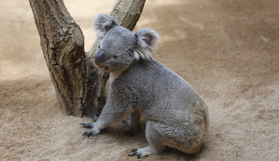 神戸市立王子動物園