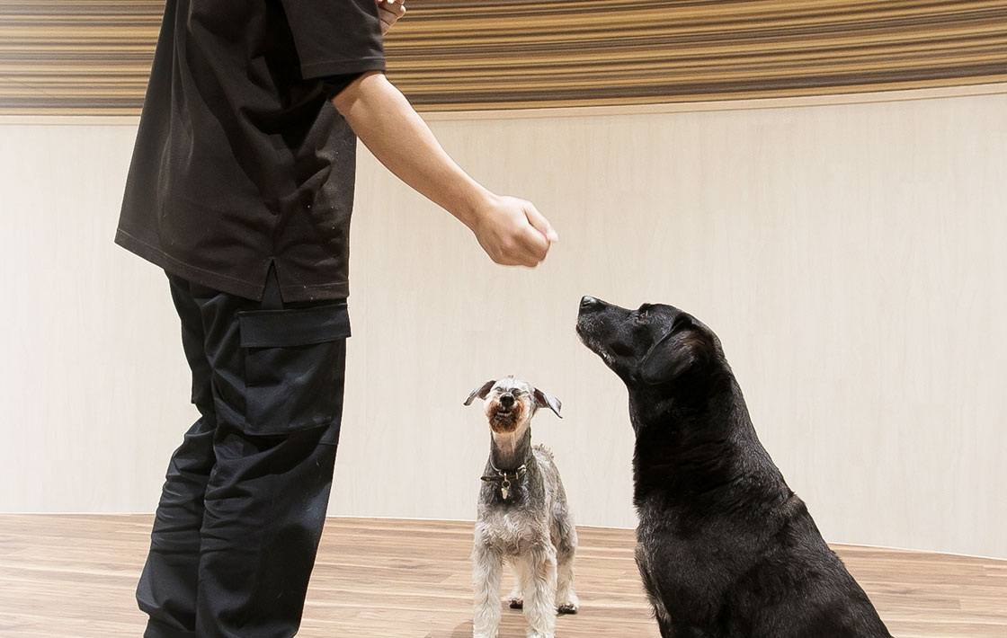 犬の幼稚園