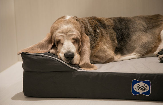 Sealy Dog Bed：イメージ